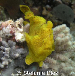 Yellow Froggi taken in Nuweiba with an Olympus 5060 WZ an... by Stefanie Diez 